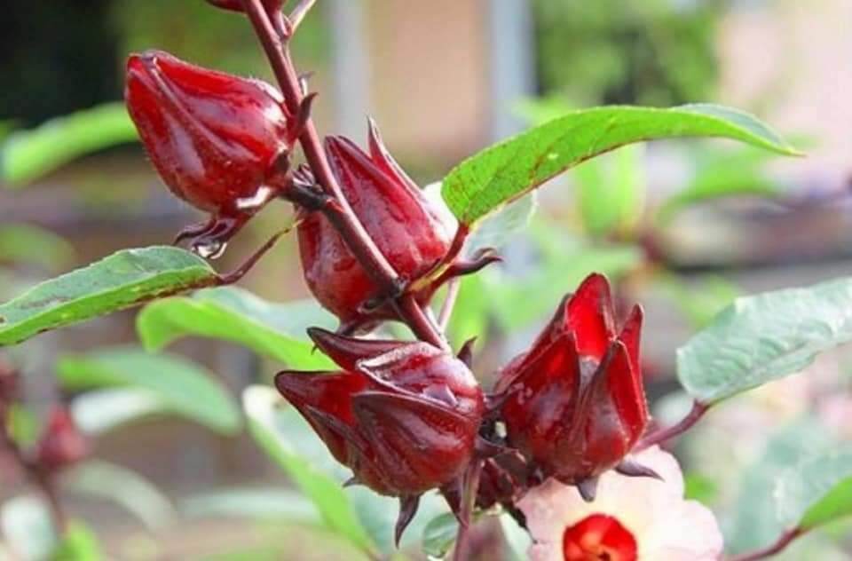250gr mứt hoa hồng Đà lạt chua ngọt sừn sựt