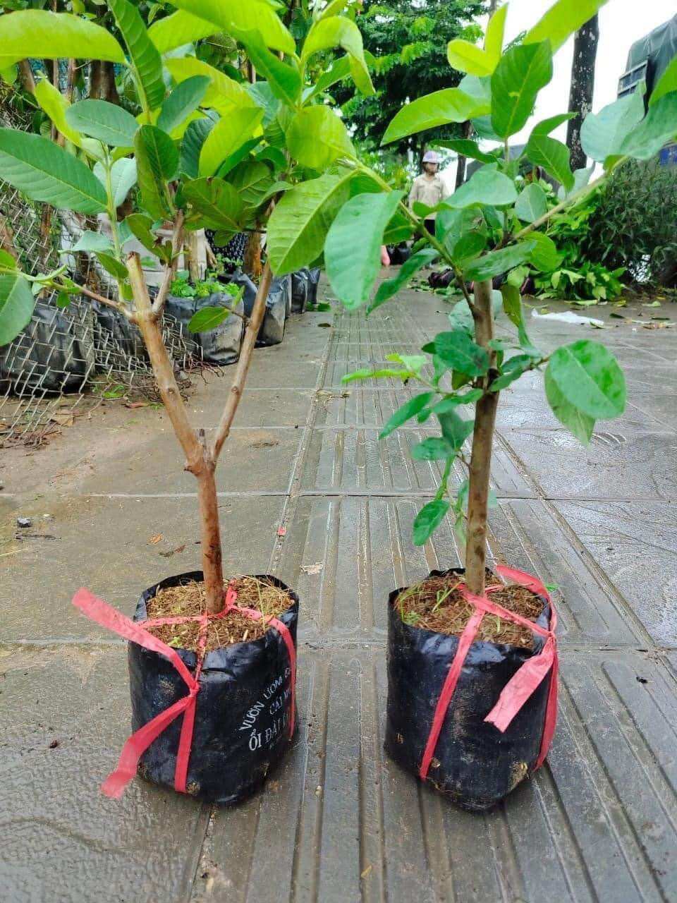 Cây giống ổi nữ hoàng (1bầu cây cao 35cm)