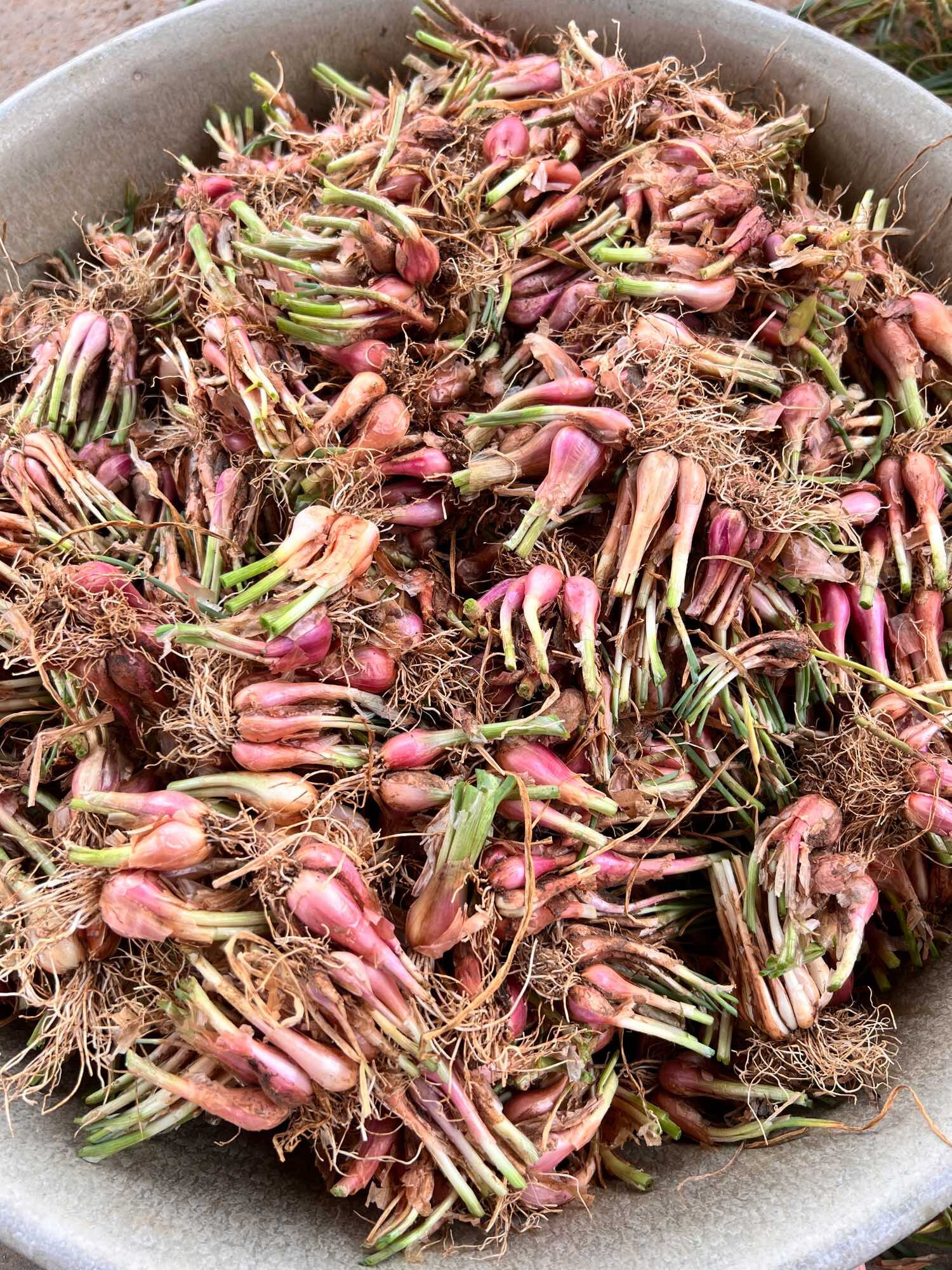 [SIÊU RẺ] Củ giống hành ba chài (1kg)