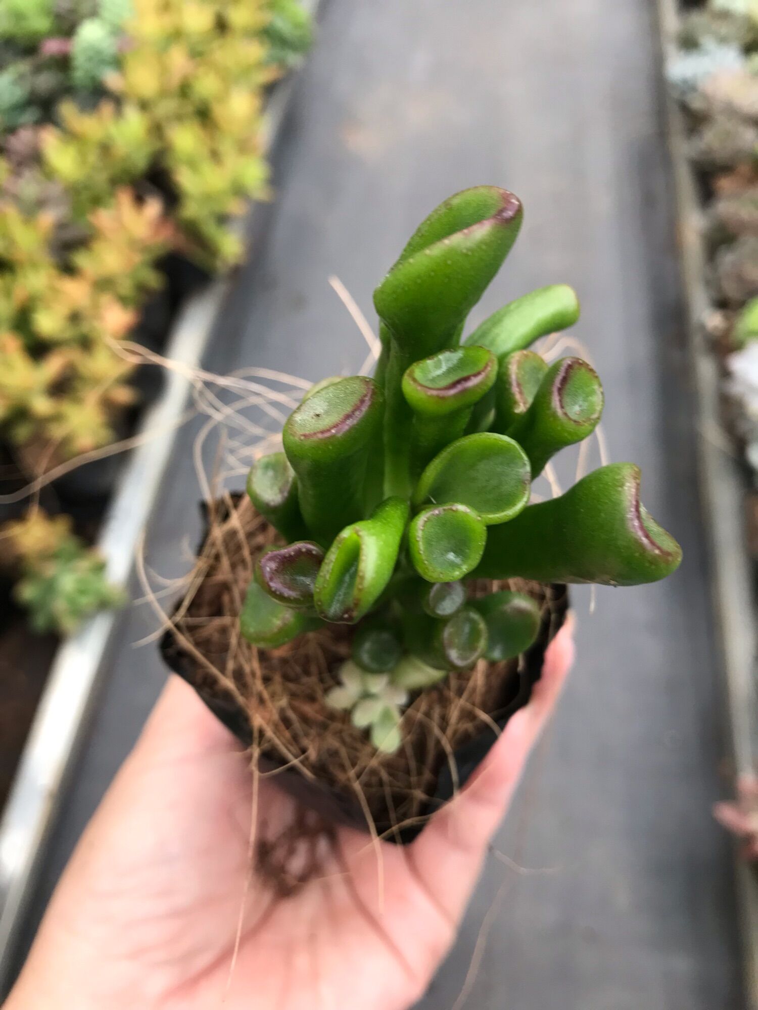 Sen đá ống điếu cute size bầu