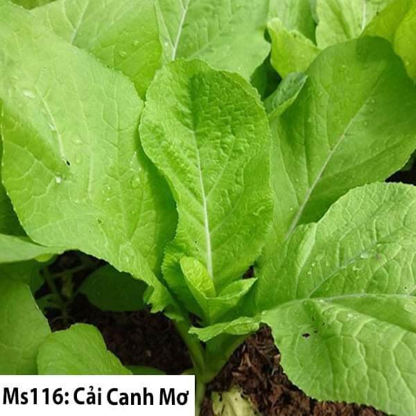 Hạt giống Cải Canh gói 20g