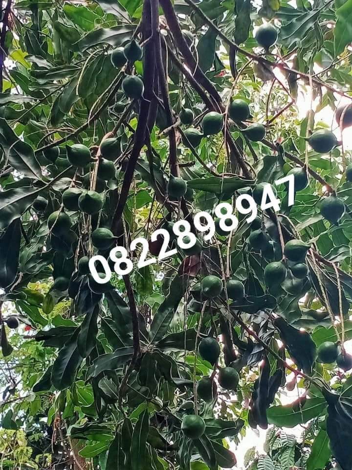 Macca Loại 1 Hộp 500Gram