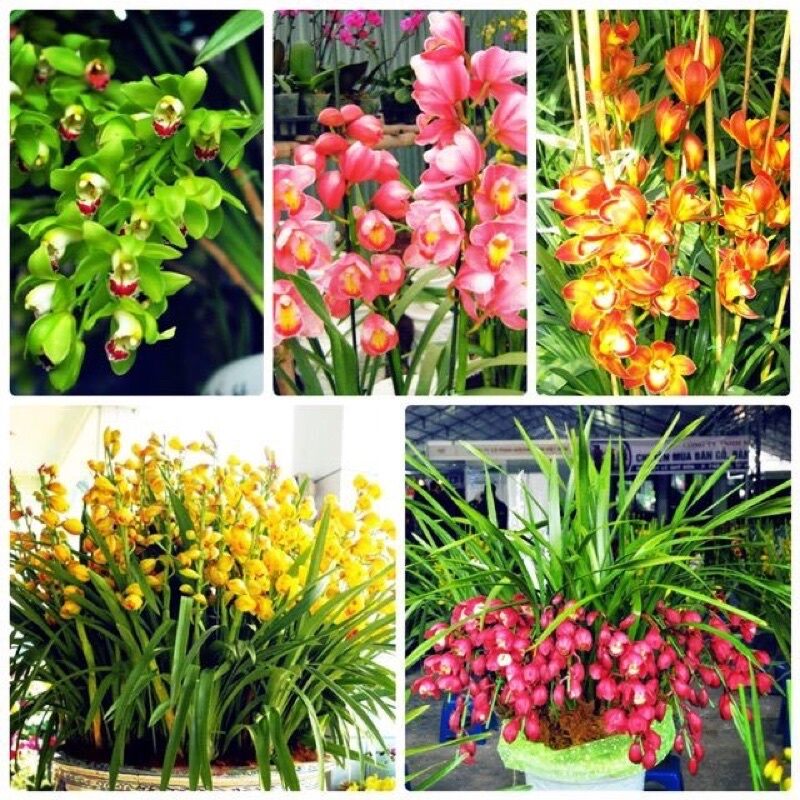 Địa lan sato 10 cây