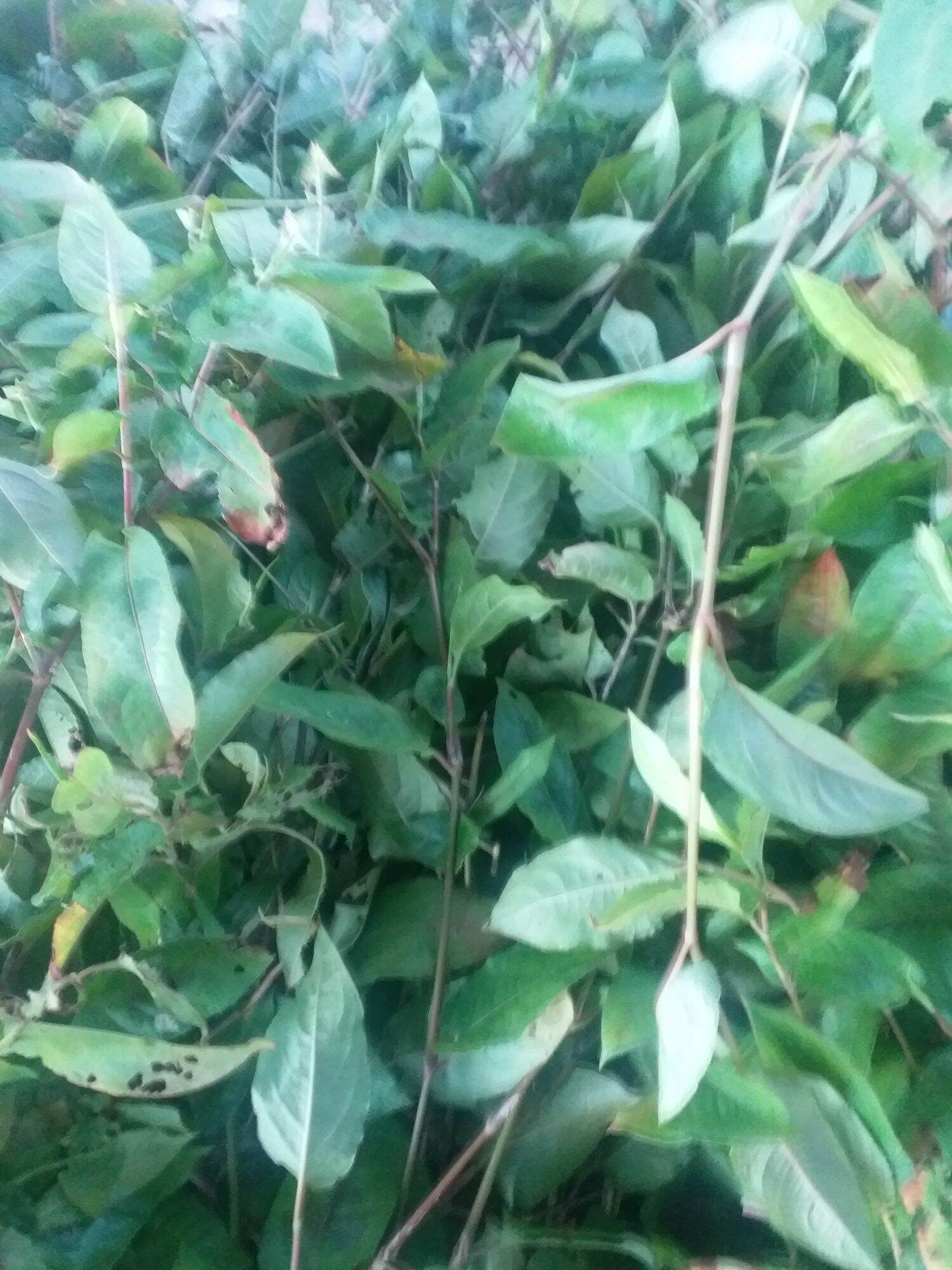 1KG CÂY THỒM LỒM KHÔ