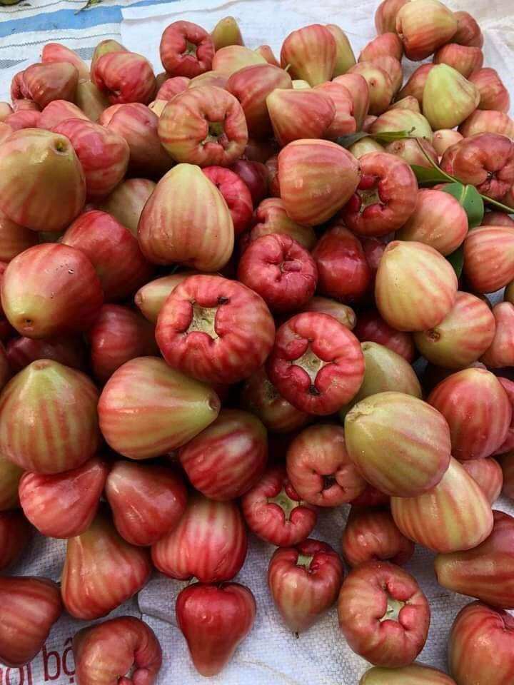 CÂY GIỐNG MẬN ẤN ĐỘ MAU CHO TRÁI