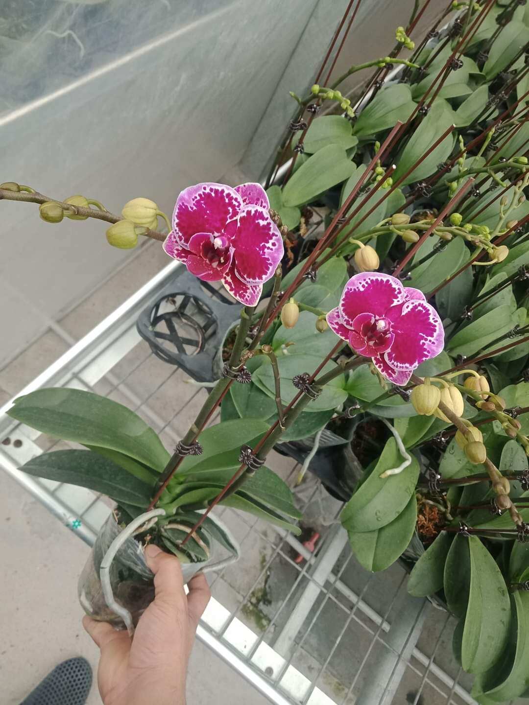 Combo 5 cây Lan Hồ Điệp đang ngồng hoa