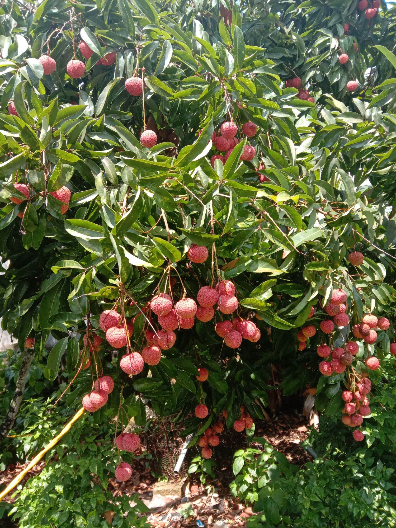Vải thiều tươi Lục Ngạn