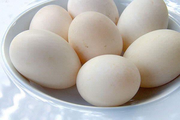 TRỨNG VỊT SIÊU NGỖNG vườn nhà SẠCH - 1 trứng