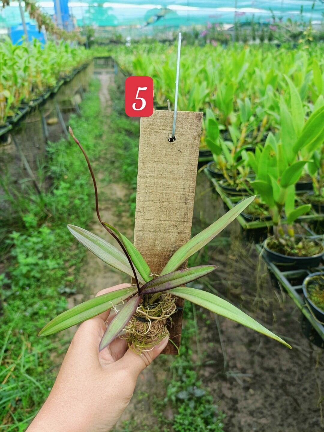 Hoa lan vũ nữ Peru ghép gỗ đang nụ