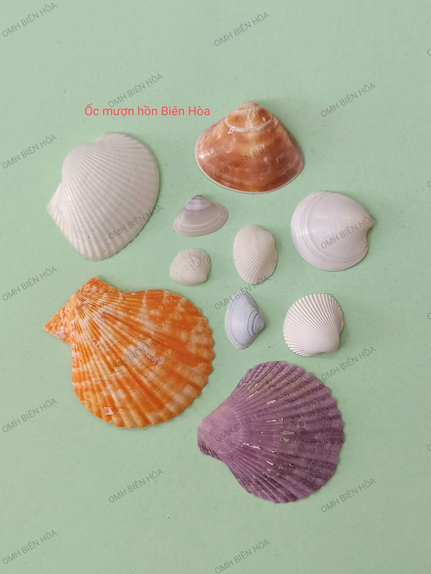 Vỏ sò thô trang trí hồ. omh biên hòa