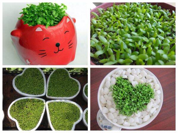 Hạt cỏ may mắn 500 hạt  giống  chất lượng