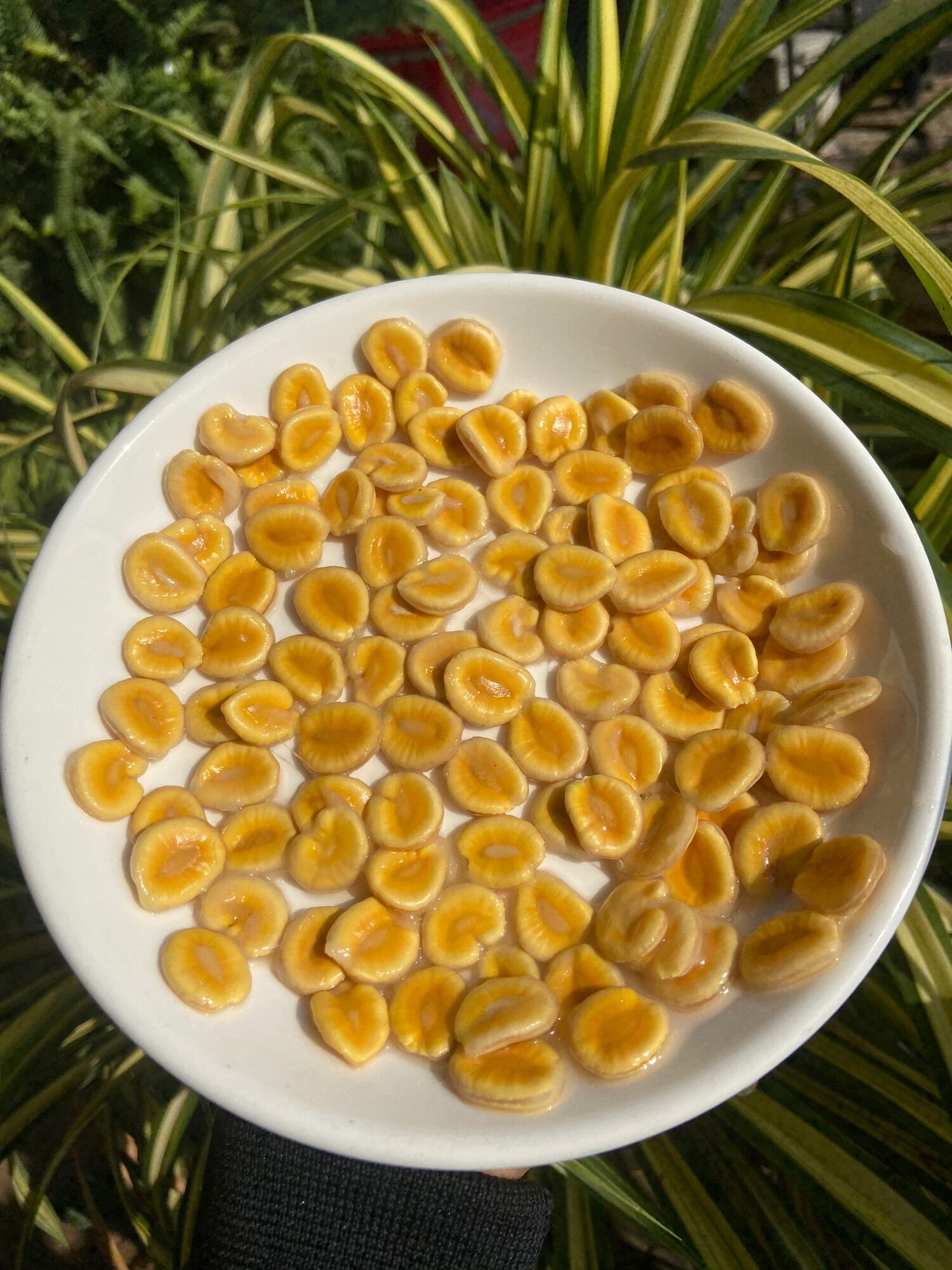 Hạt giống la hán quả (15 hạt)