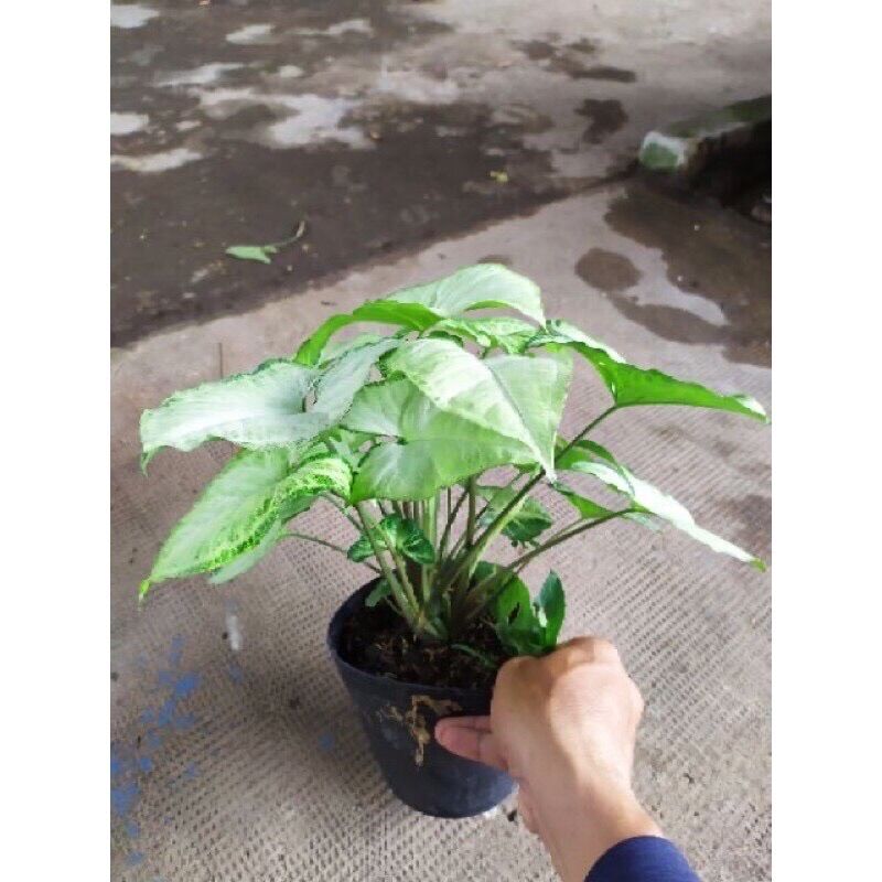 Cây trầu bà trắng/ Trầu bà tróc bạc