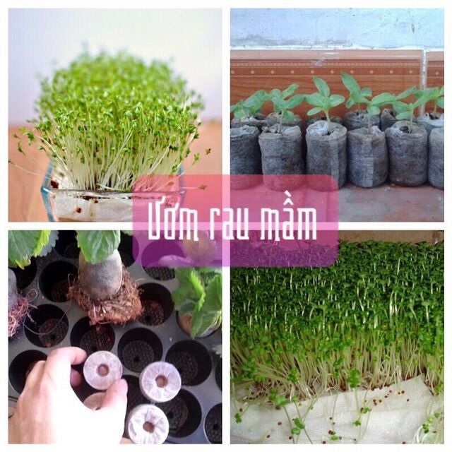 50 Viên nén xơ dừa hữu cơ để ươm hạt giống, trồng cây: rau, dâu tây, thủy canh