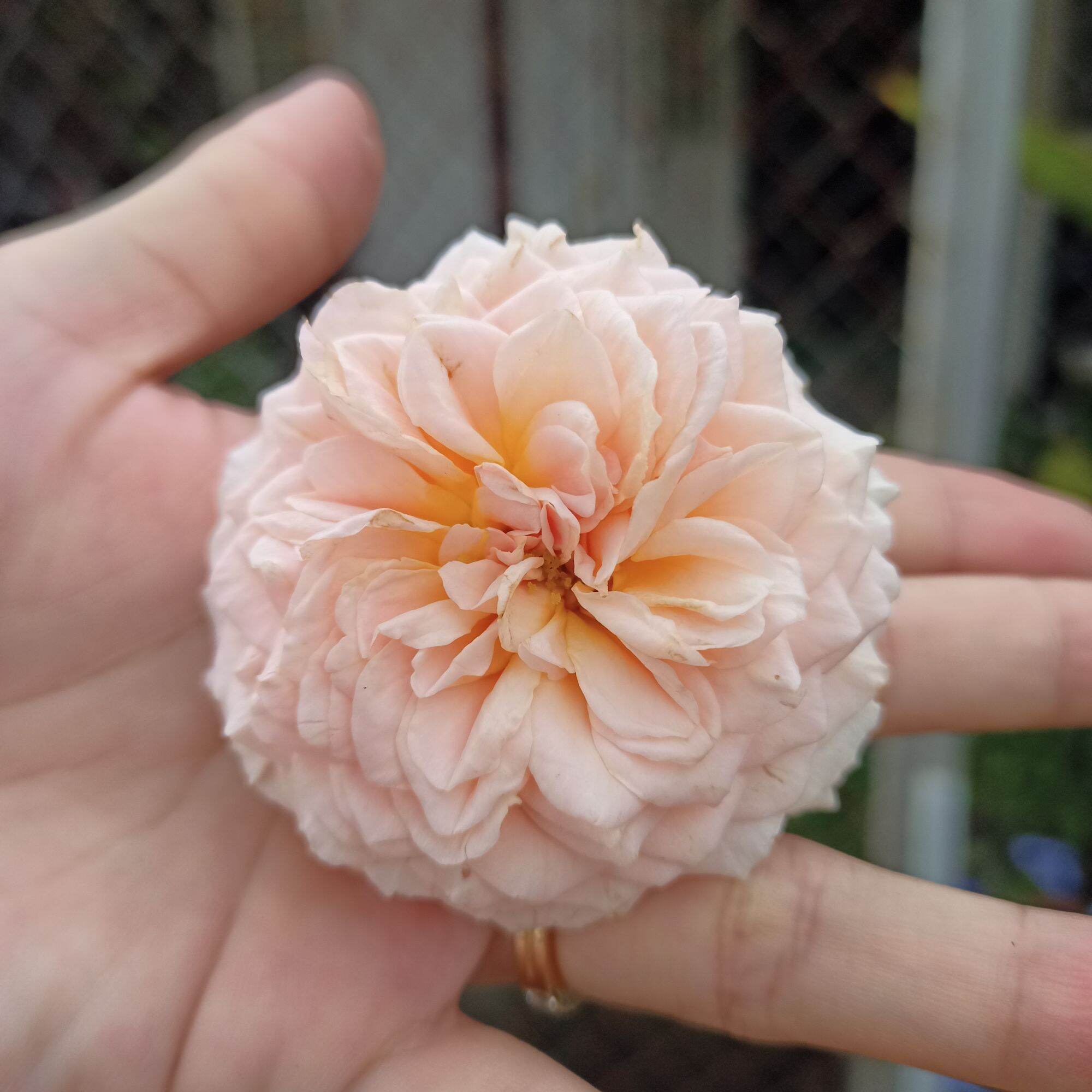 Hoa hồng Abraham darby cao từ 40cm