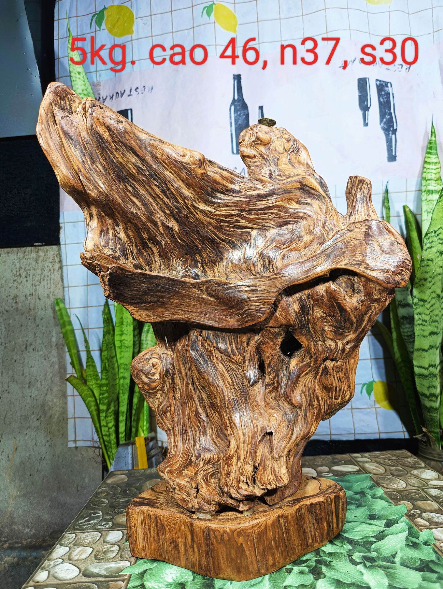 Lũa gỗ thơm ngọc am đỏ hà giang