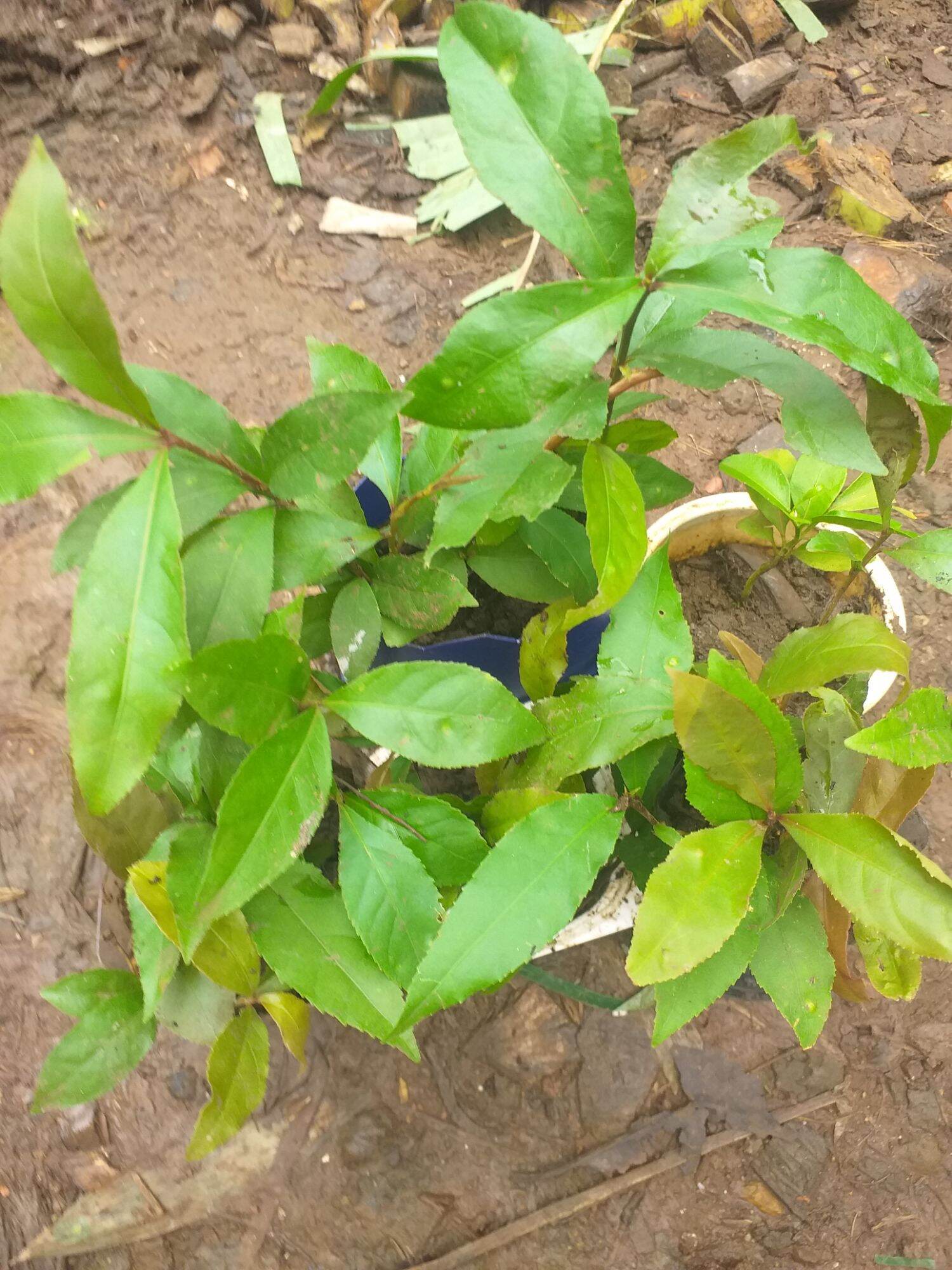 Cây lộc vừng đỏ