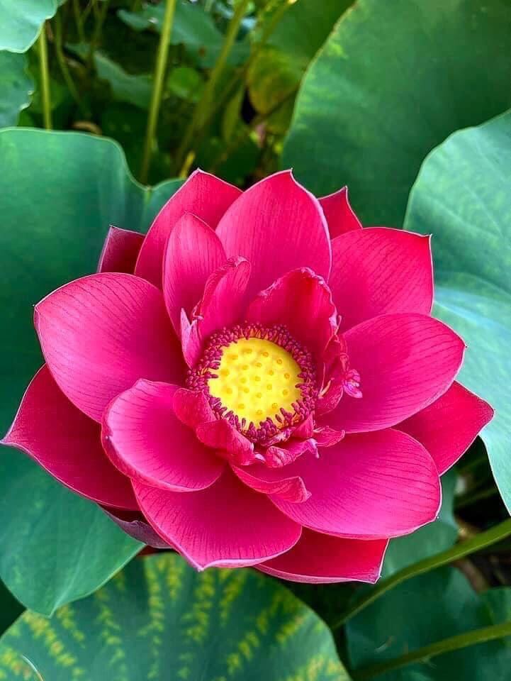 hạt giống sen thái nghìn cánh(10 hạt)