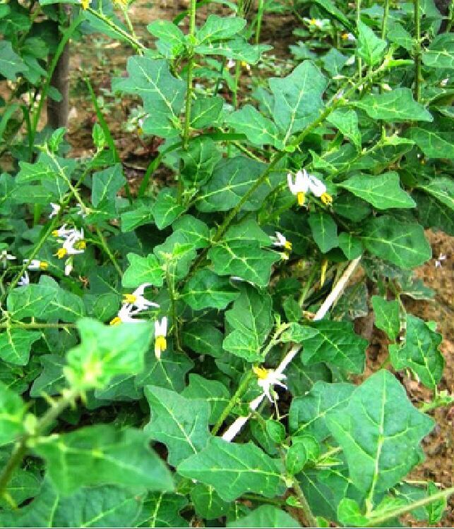 Hạt giống cà gai leo 50 hạt