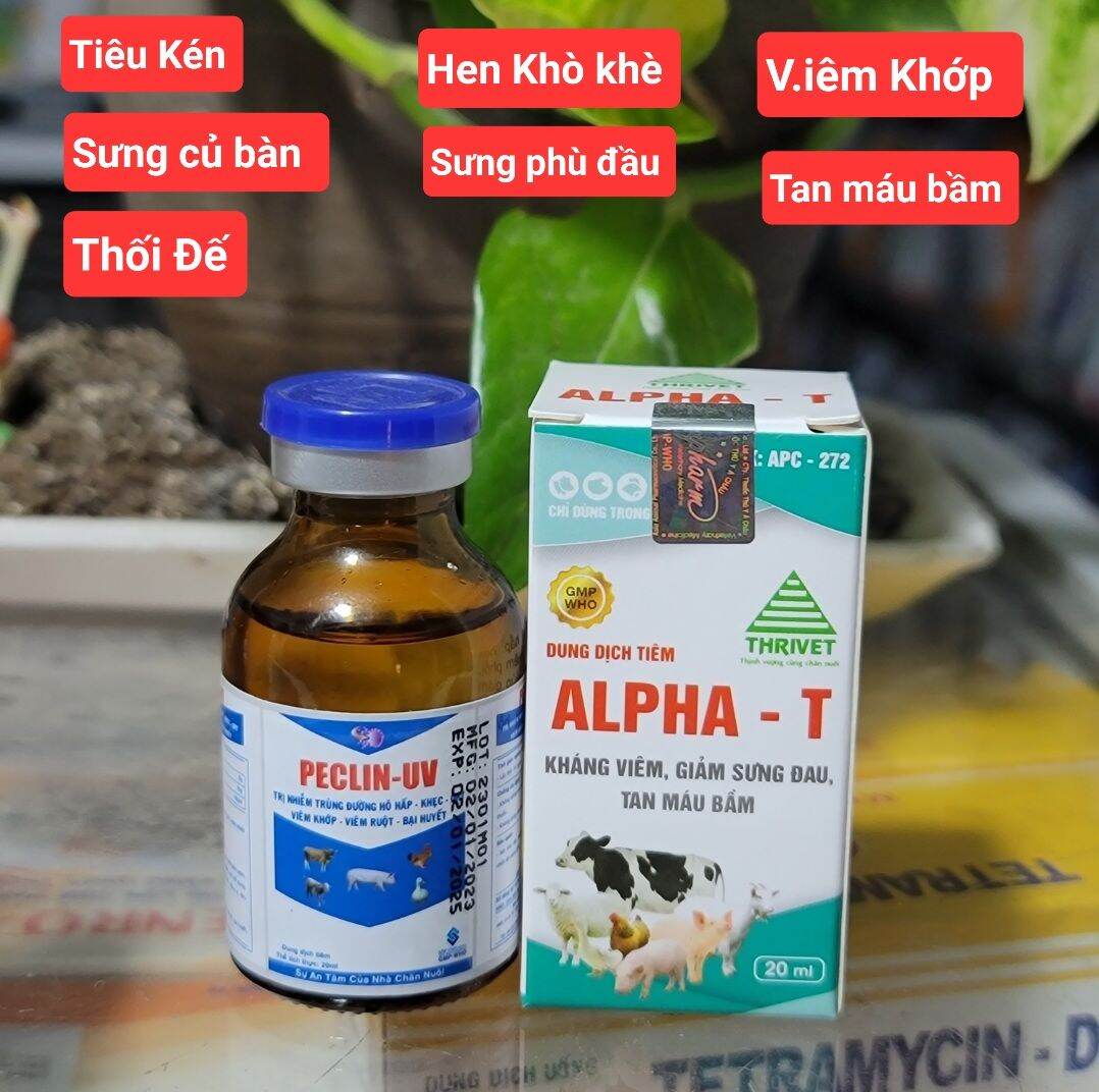 Combo 2 chai Peclin uv và Brom extra inj 20ml chuyên hô hấp, khò khè, hen khẹc, vảy mỏ, tiêu chảy dùng cho gà đá