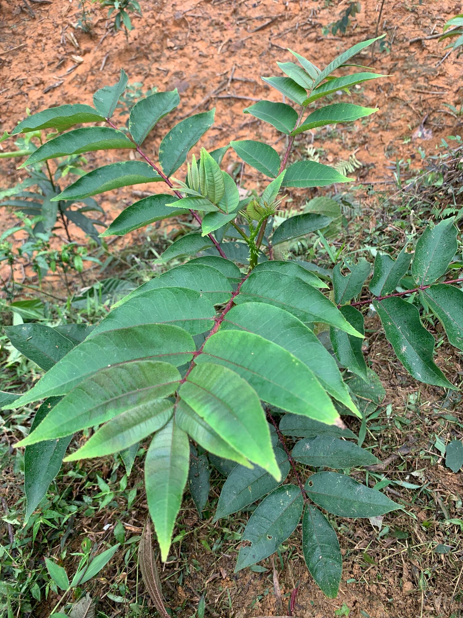 Giống cây Mắc Khén( Mác Khén)