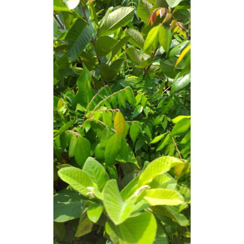 cây khế ngọt cây đẹp