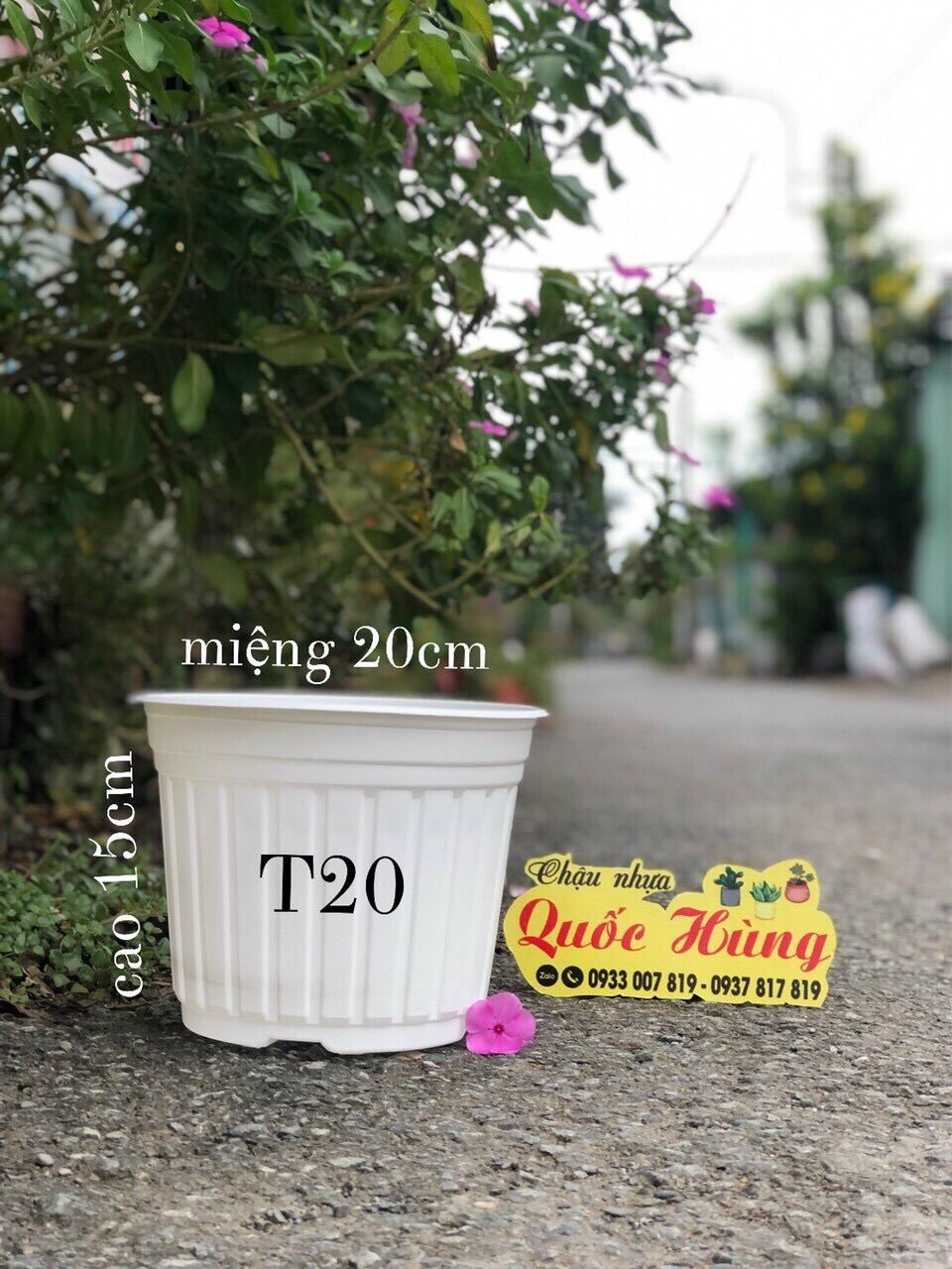 Combo 50 chậu nhựa trắng trồng sen đá T20