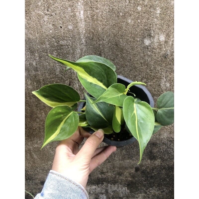 Cây trầu bà brazil/ Philodendron brasil
