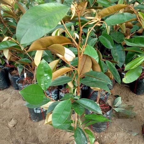 CÂY VÚ SỮA MICA GHÉP