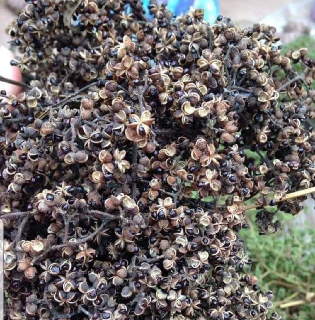 100g hạt mắc khén rừng Tây Bắc loại 1