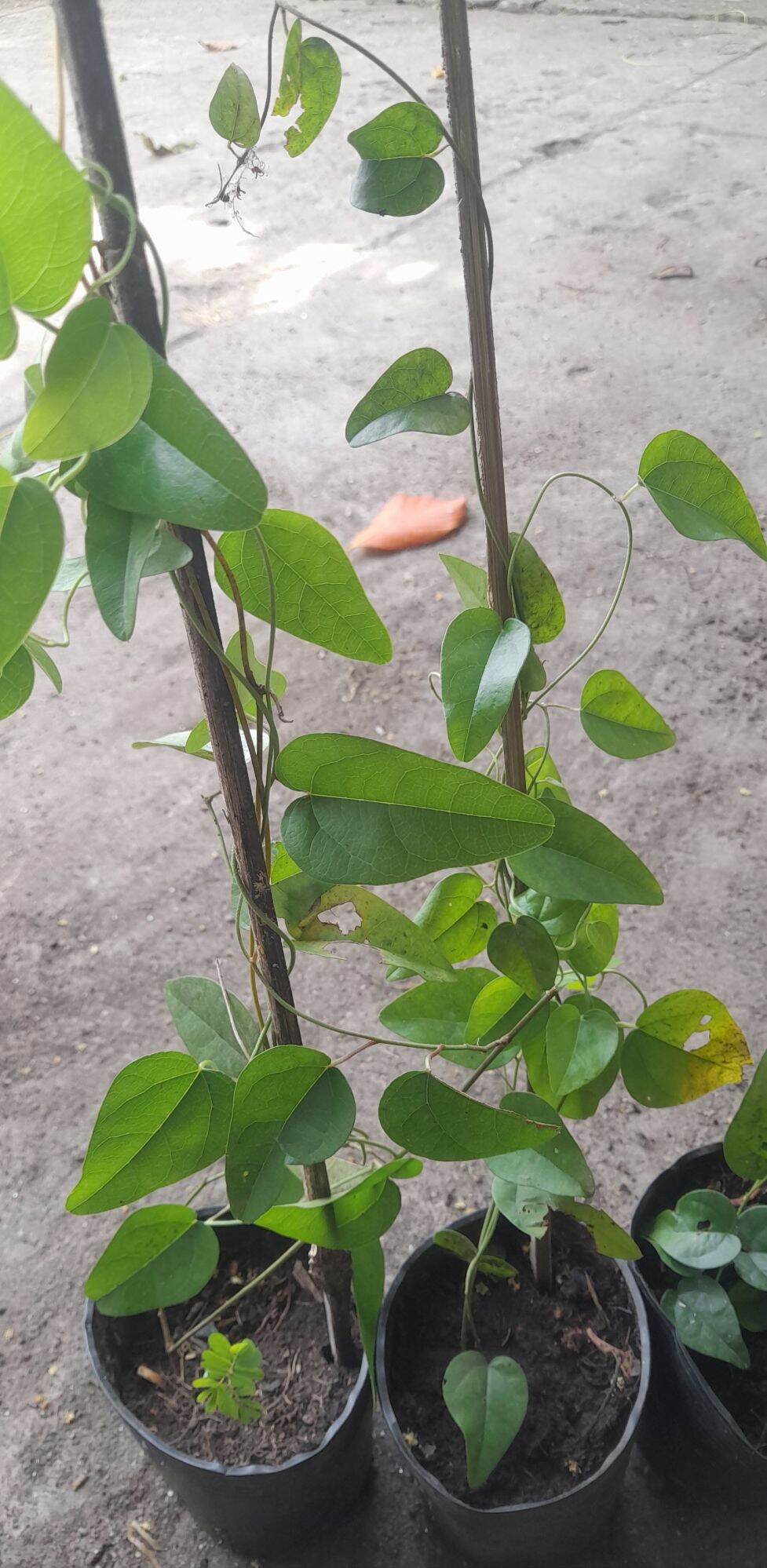 cây sâm lá láng sâm vò chậu cây giống sâm làm thạch ăn mát.