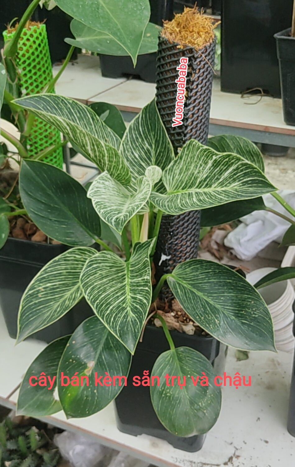 Trầu bà đế vương kim cương cây to như hình bìa - Philodendron Birkin