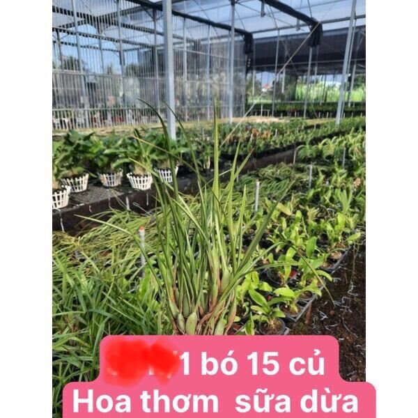 Hoa Lan Tóc Tiên Hương Dừa (1 bó 15 củ)