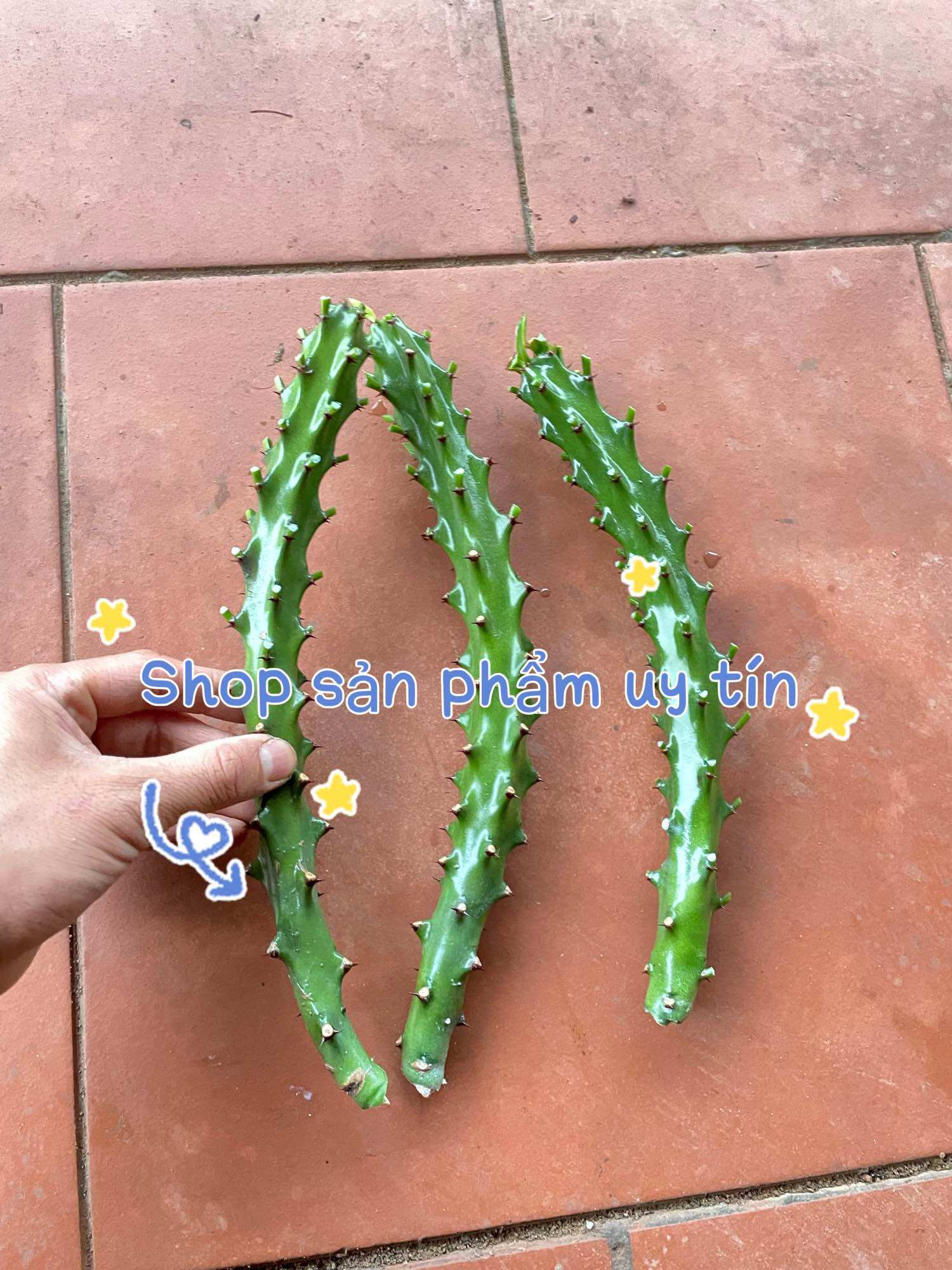 Xương rồng ngọc lân