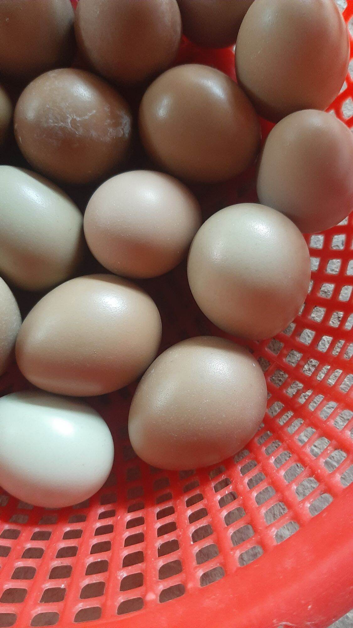 Trứng chim trĩ lạc dùng để ăn combo 10 quả