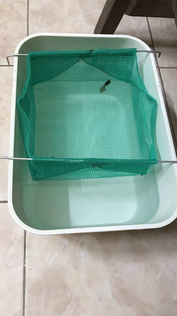 Lồng tách đẻ cá Guppy cho khay 7 lít