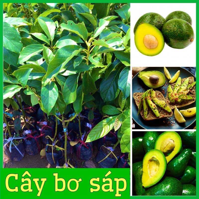 Cây giống bơ sáp