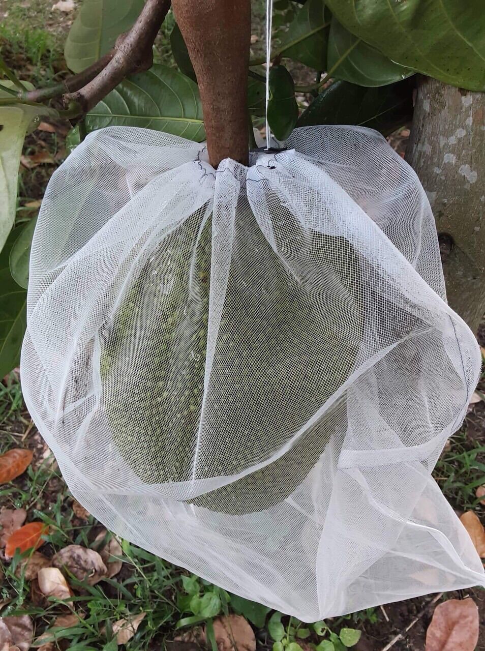 10 túi bọc mít lưới mùng cỡ 50x70cm