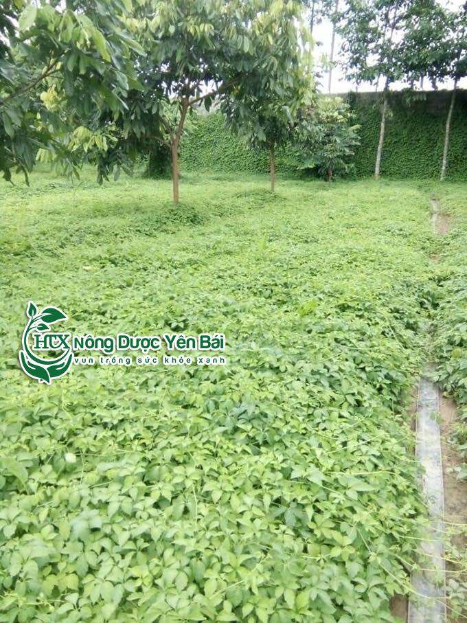 Cao giảo cổ lam nguyên chất 100gram