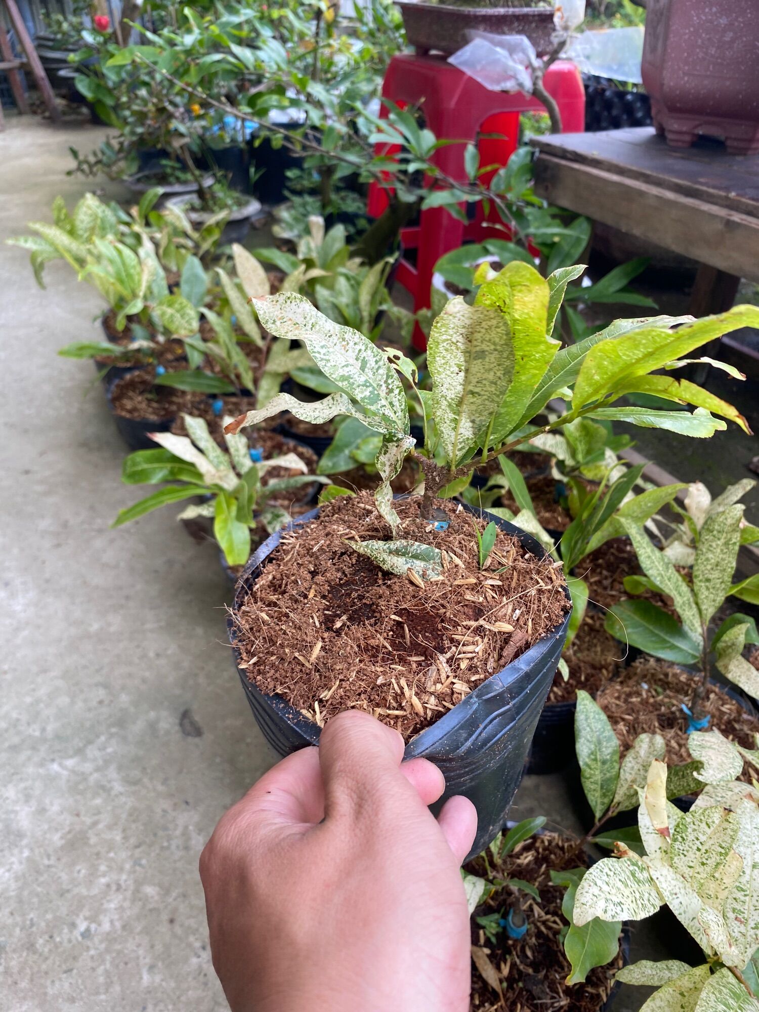 Mai  ghép giảo Bạch Kim ( cây giống )