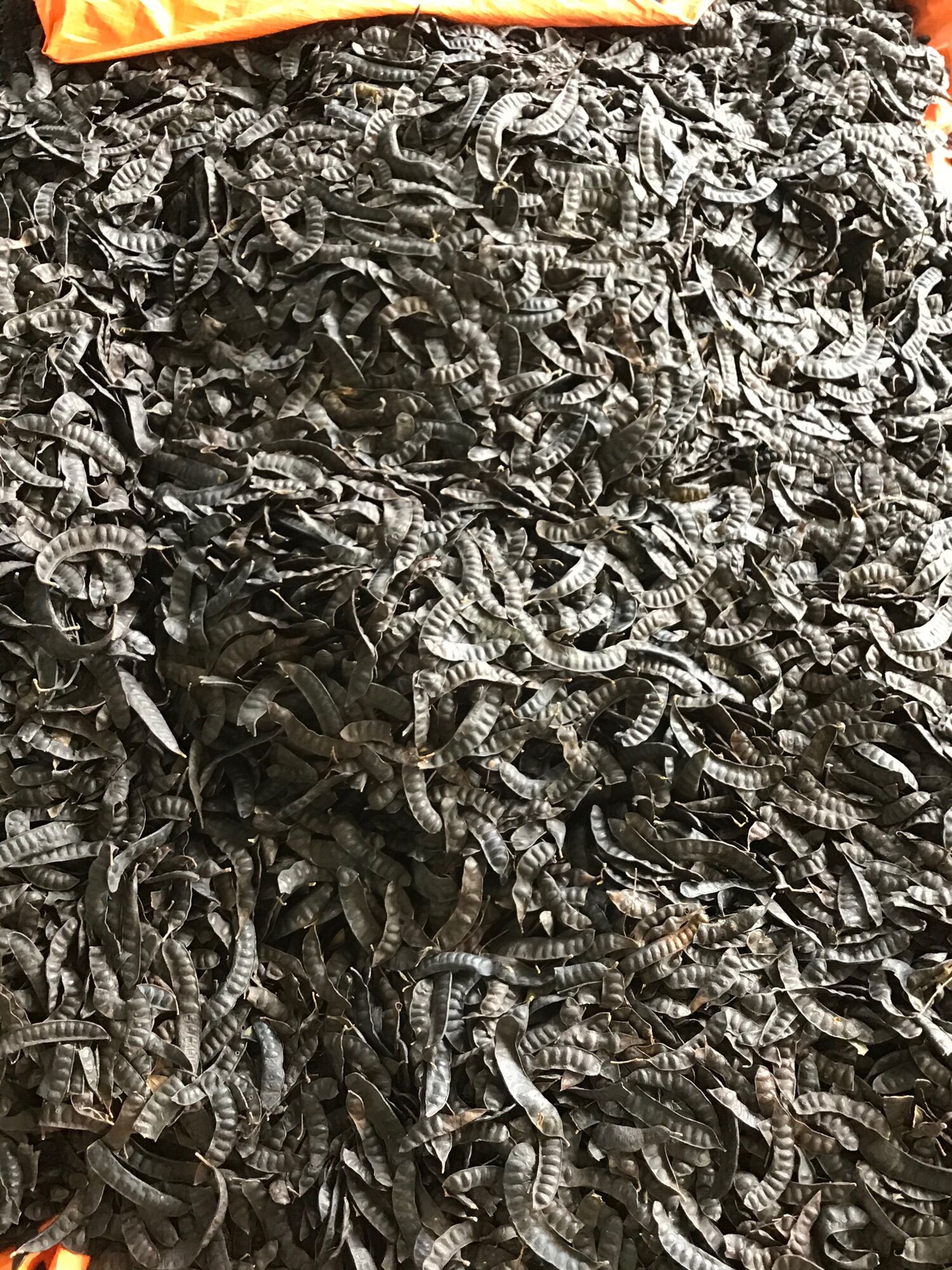 Bồ kết khô 1kg ( quả mẩy đẹp)