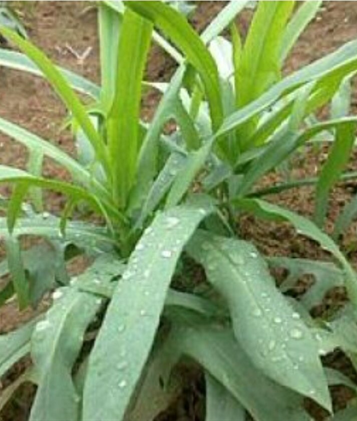 Cây bồ công anh, 3 cây