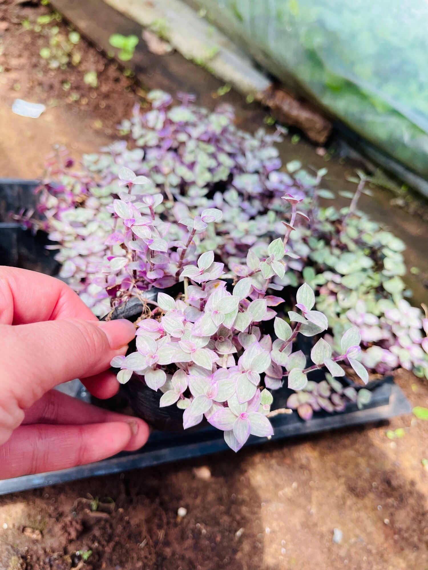 Sen đá thài lài tím size bầu 3-5 cm xuất vườn đà Lạt