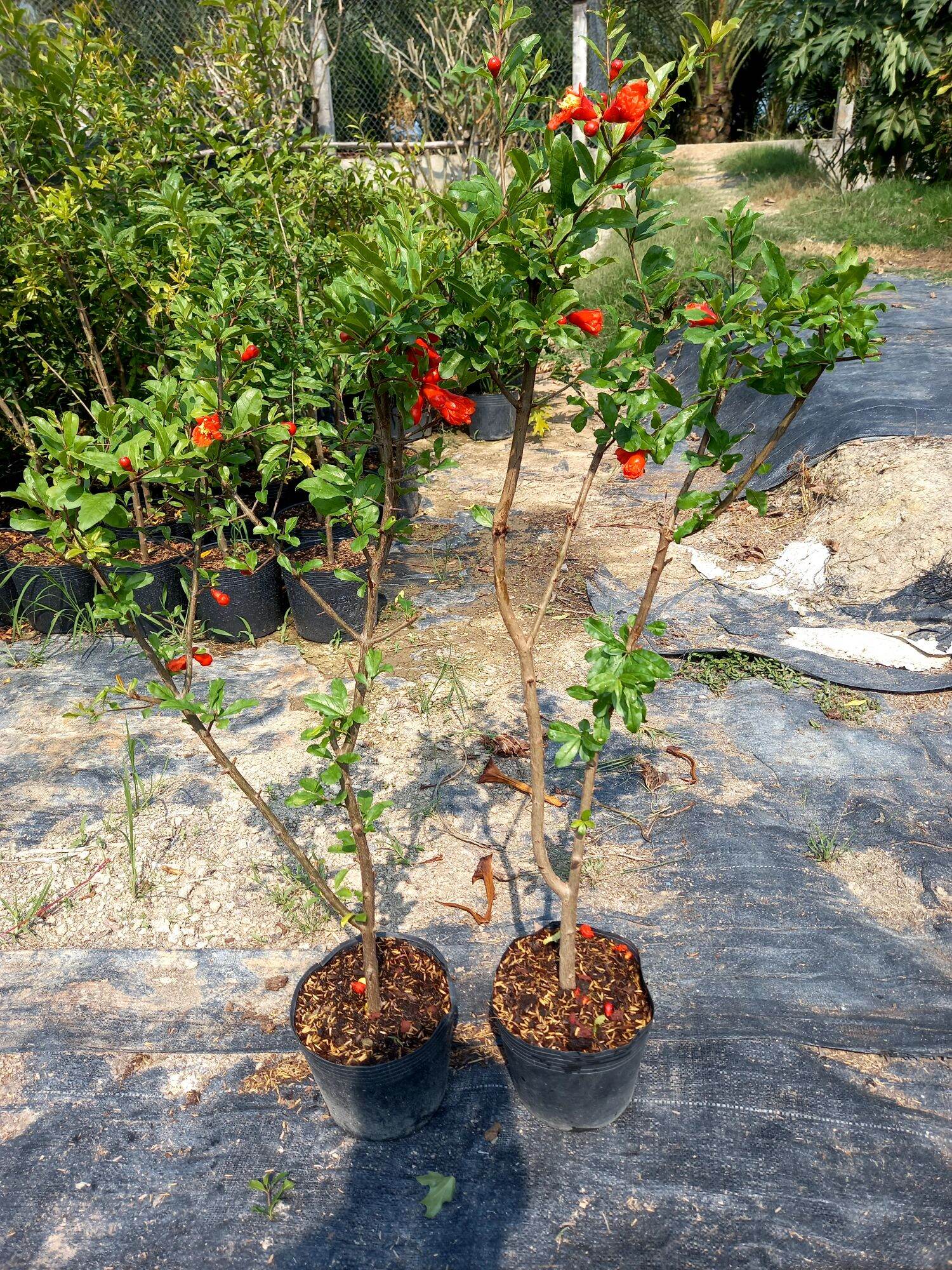 cây lựu đỏ ấn độ
