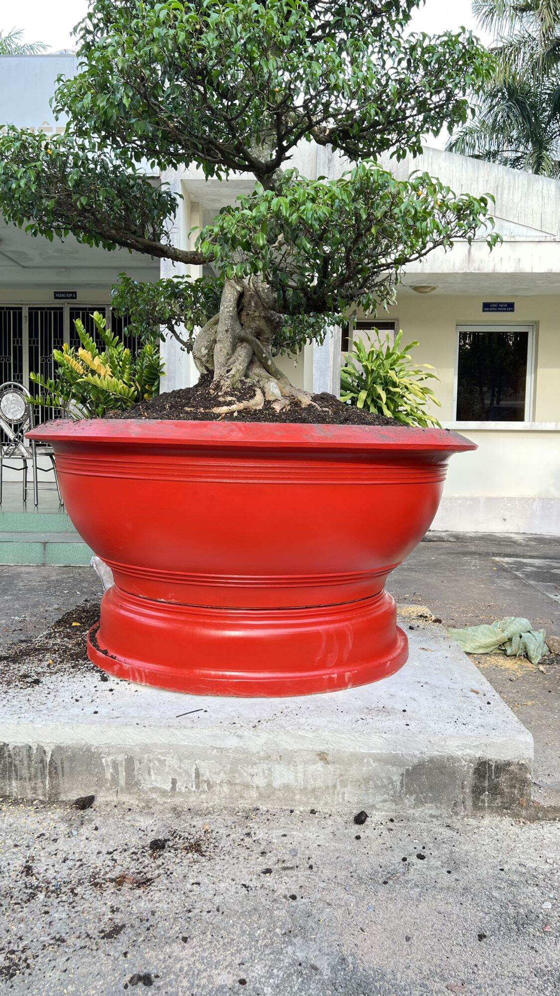 Sơn Dulphin đỏ (107)