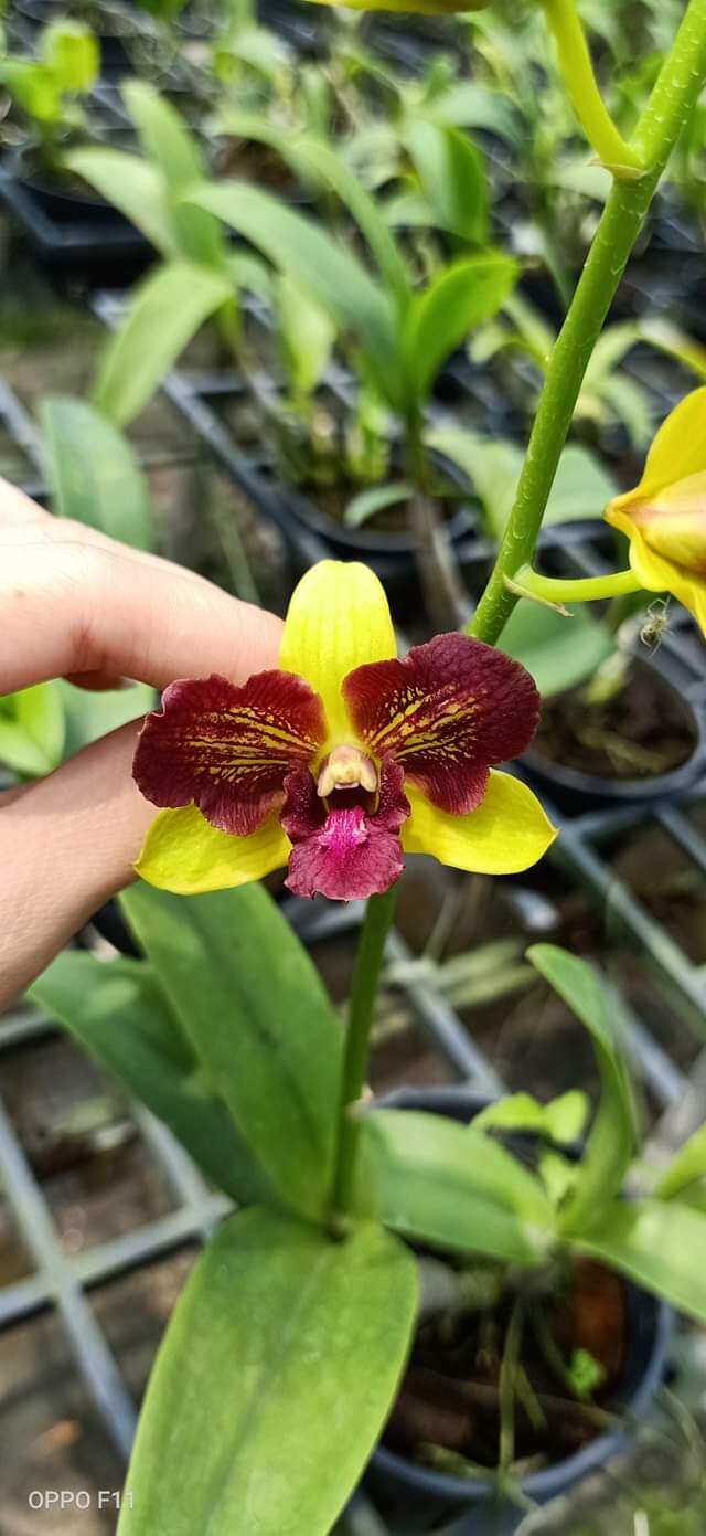 Hoa lan Denro nắng 3 vàng 3 đỏ hoa thơm