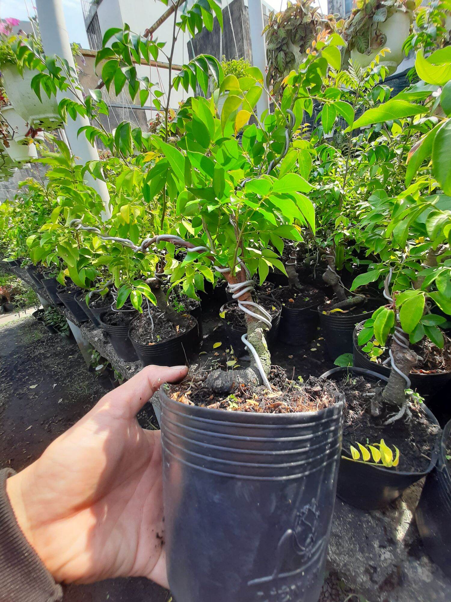 CÂY KHẾ NHẬT MINI GỐC QUÁI