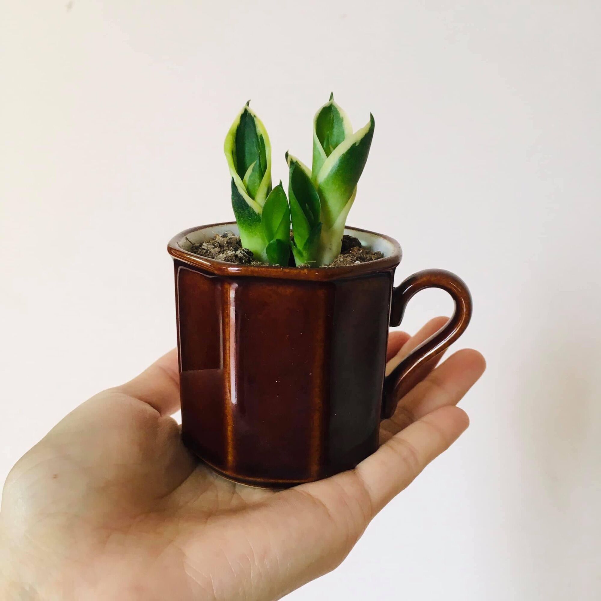 Mầm cây lưỡi hổ viền vàng hoặc xanh