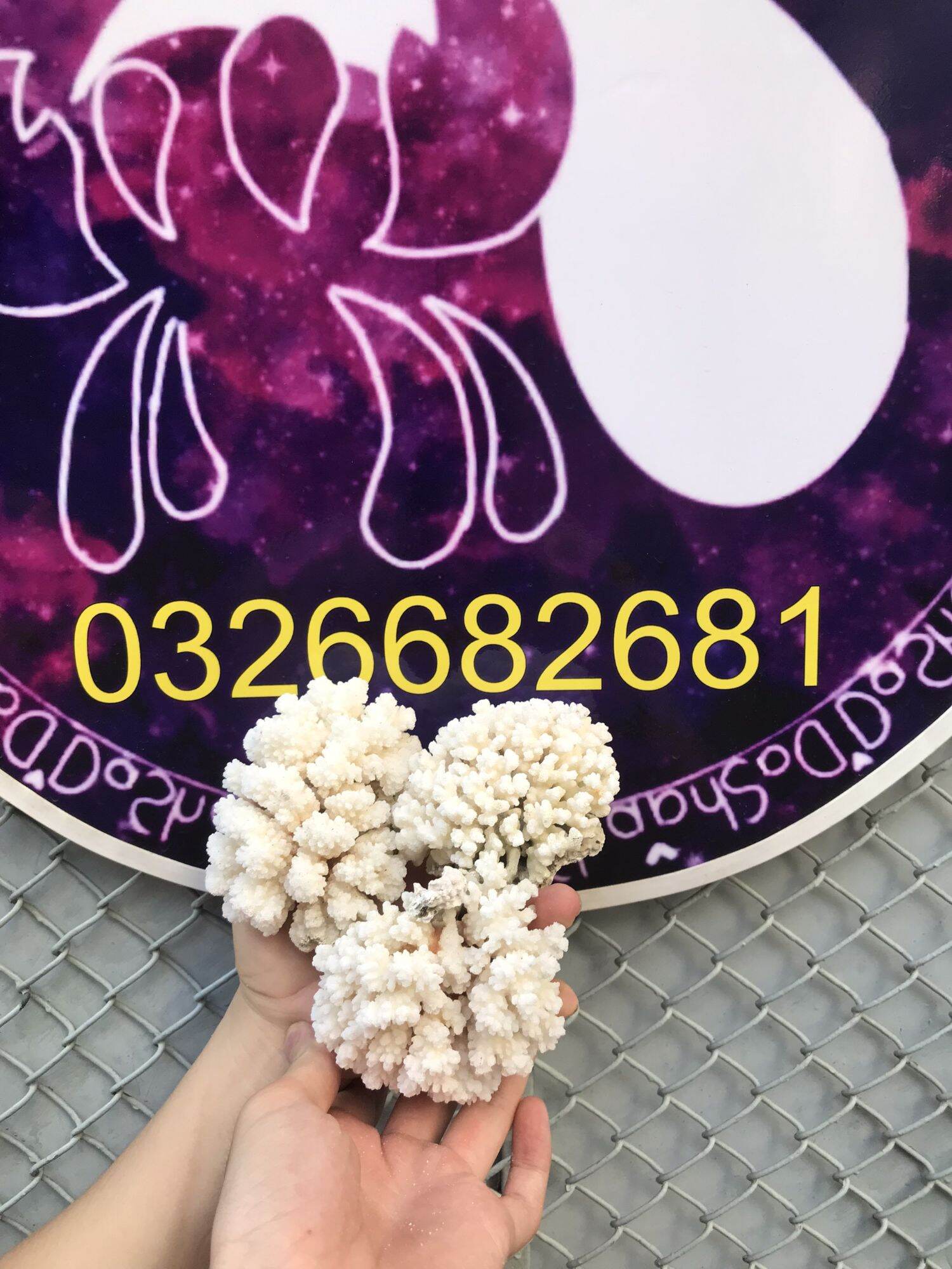 San Hô Trang Trí hồ cá, ốc mượn hồn