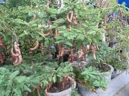 Cây giống me thái trồng chậu siêu sớm